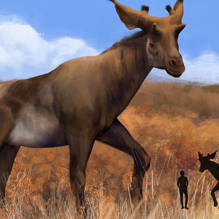 Sivatherium: The Long-Lost Giant of the Open Woodlands