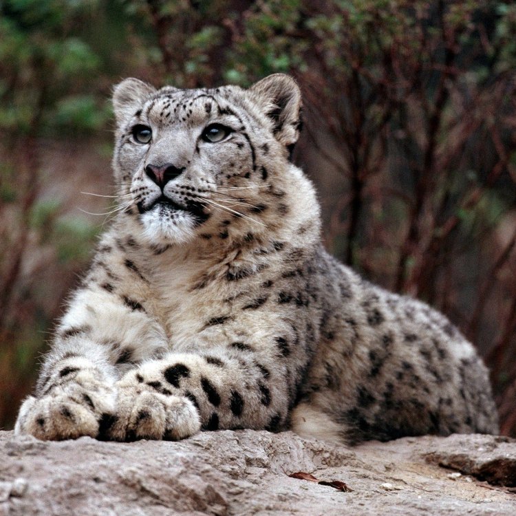 The Elegant and Elusive Snow Leopard: A Majestic Mountain Predator