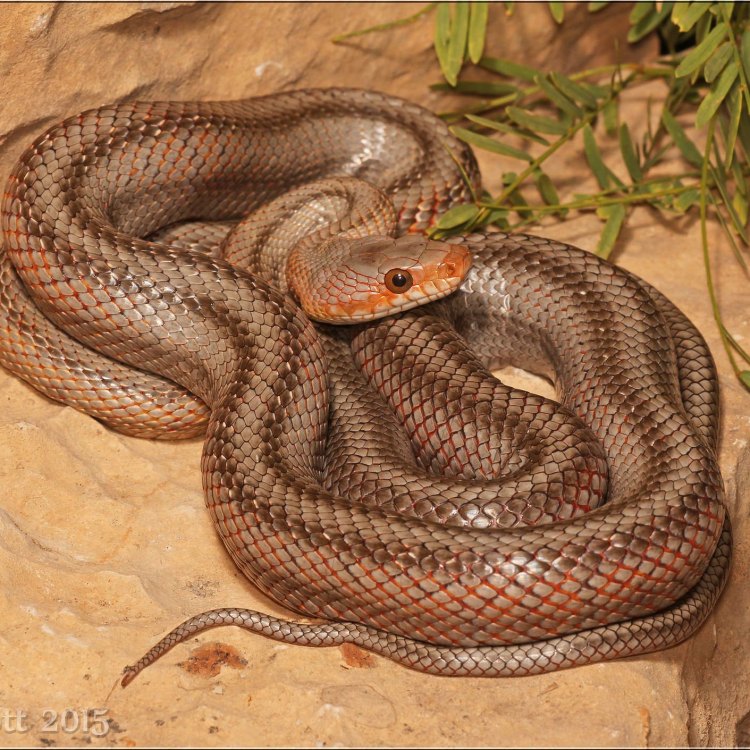 Baird's Rat Snake: The Underestimated Beauty of North America