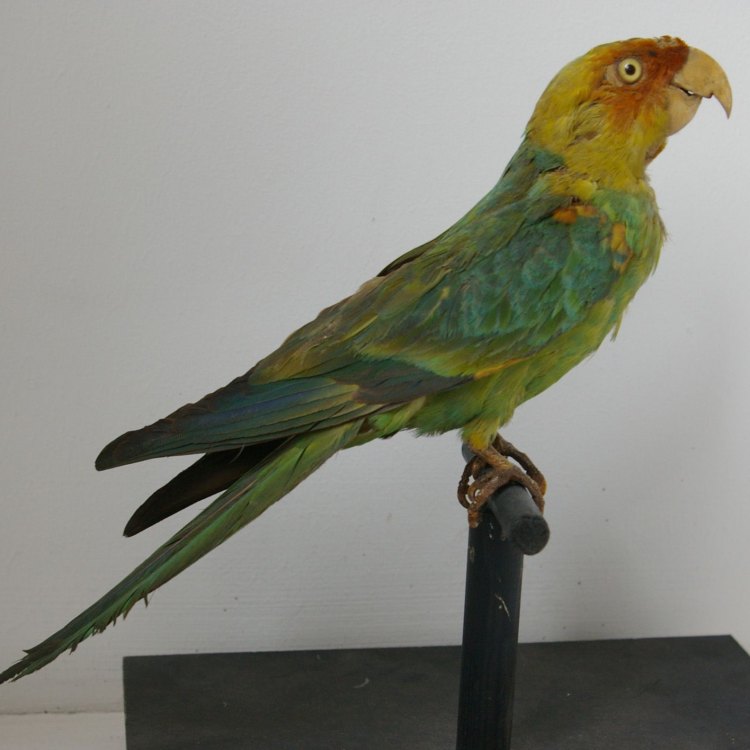 The Lament of the Lost Bird: Carolina Parakeet