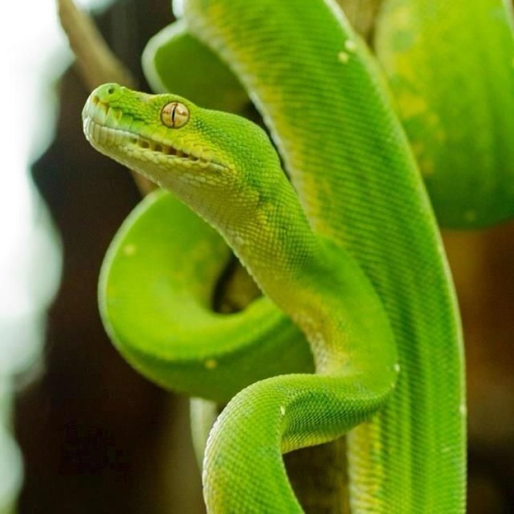 Incredible Green Tree Python: The Mystical Creature of the Rainforests