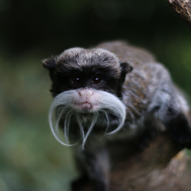 Welcome to the Fascinating World of Emperor Tamarins: Cute, Intelligent Primates of the South American Rainforests