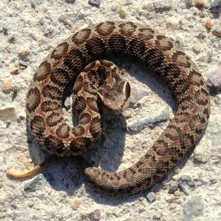 Mamushi Snake: A Deadly Beauty from the Land of the Rising Sun