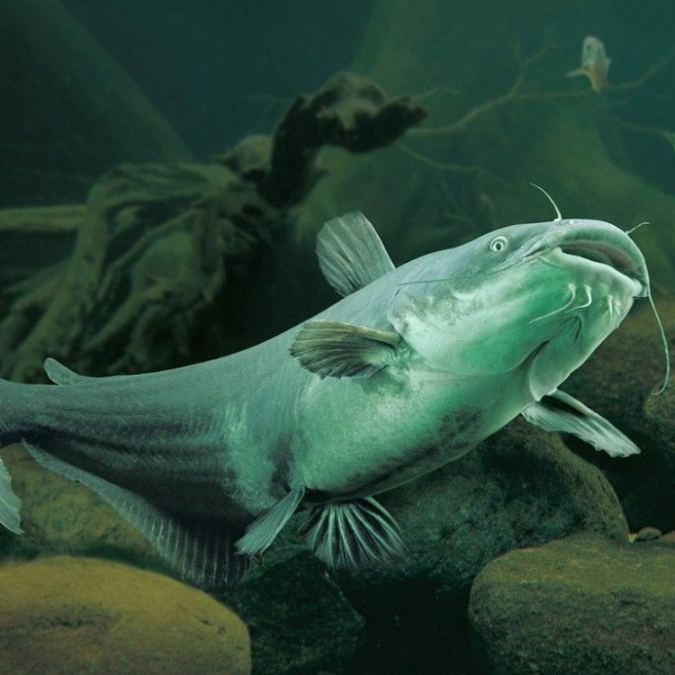 The Astonishing Blue Catfish: The Giant of North American Freshwaters