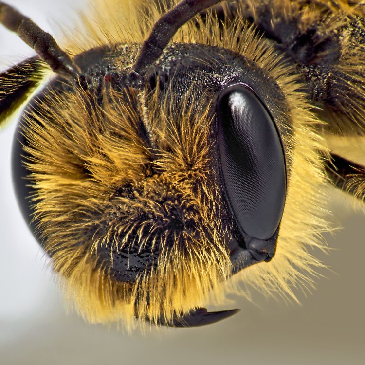 The Incredible World of the Honey Bee