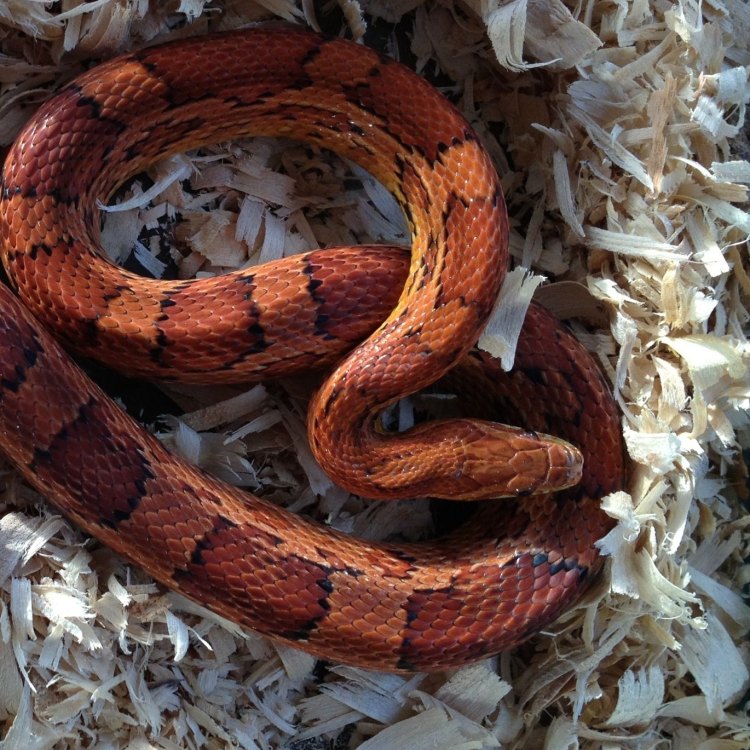 The Colorful and Fascinating Corn Snake: A Native of North America