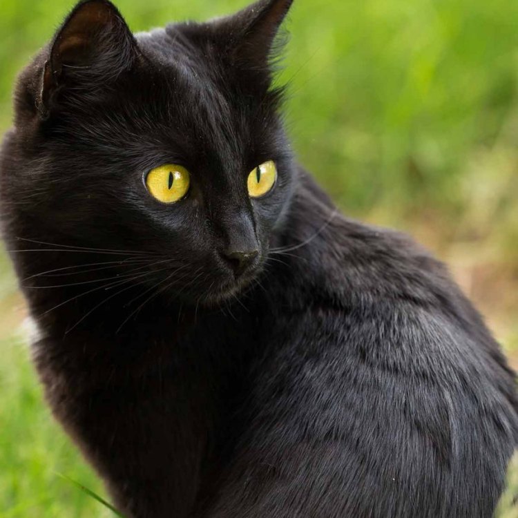 A Sleek and Mysterious Feline: The Bombay Cat