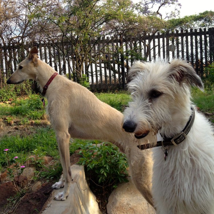 Meet the Lurcher: The Sighthound with a Heart of Gold