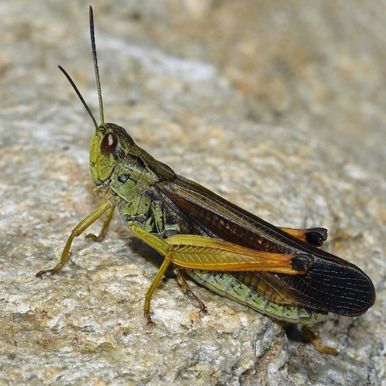 The Incredible World of Locusts: A Phenomenon of Nature