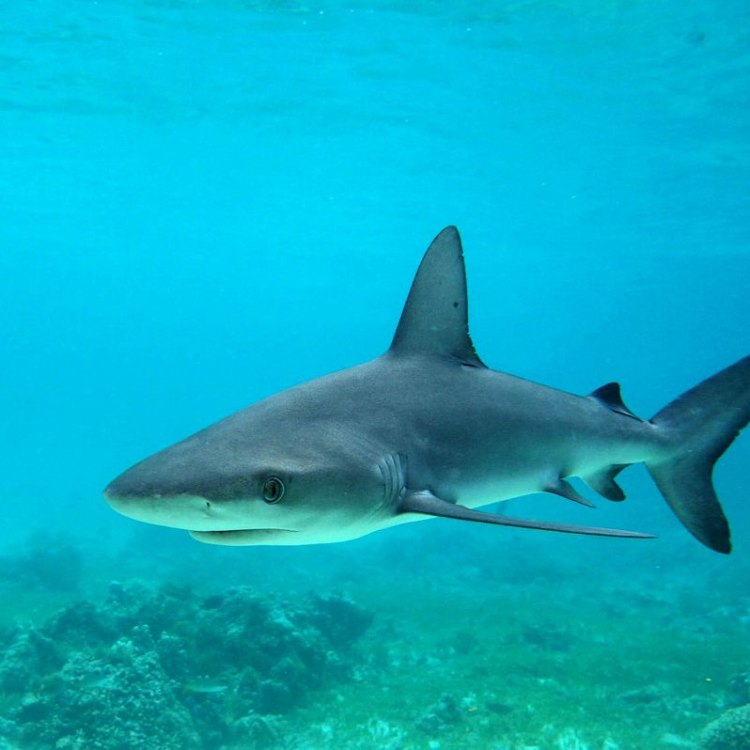 The Elusive and Resilient Galapagos Shark: A Master of the Eastern Pacific Ocean