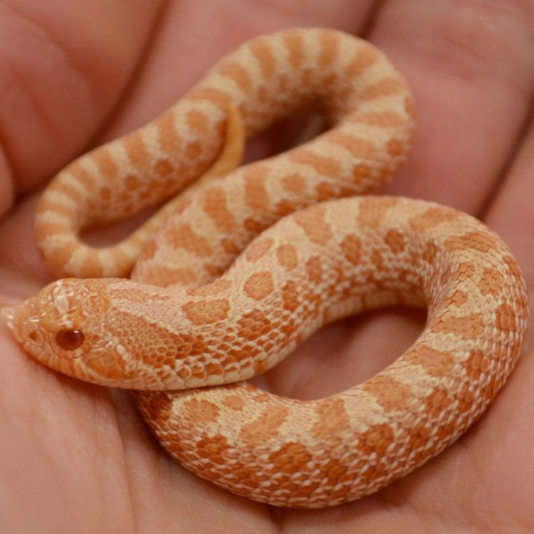 The Enigmatic Hognose Snake: An Elusive Creature of North America