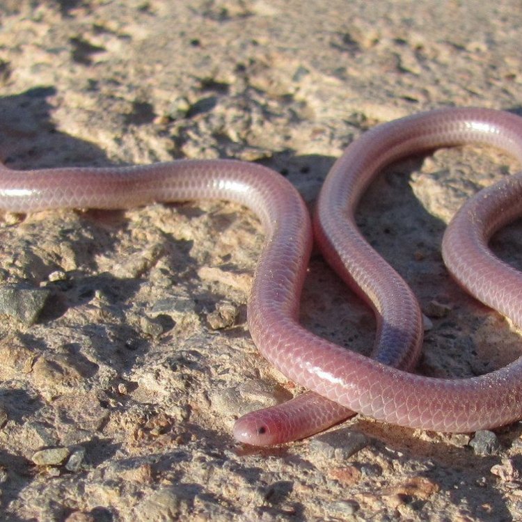 The Mysterious Western Blind Snake: A Hidden Gem of the Desert