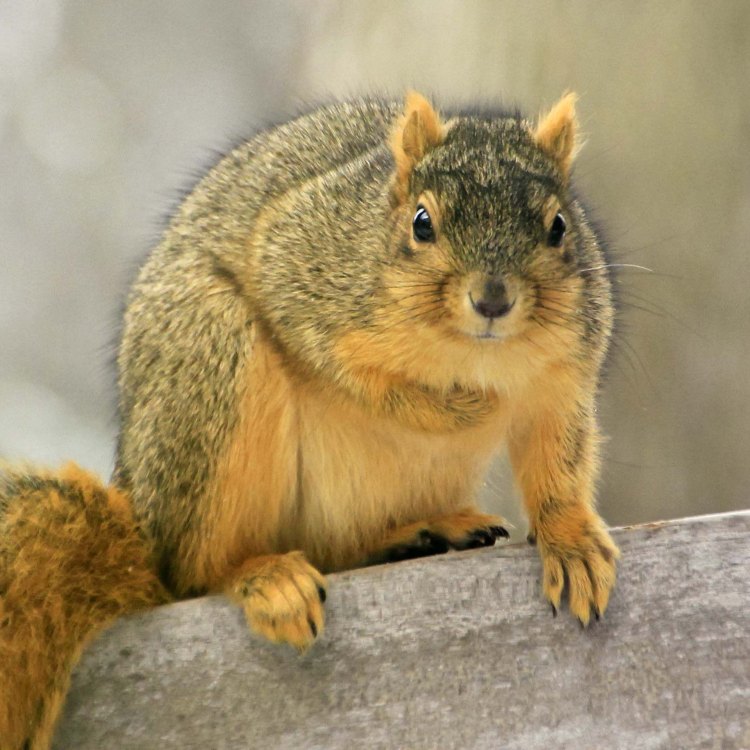The Curious and Resourceful Fox Squirrel: A Native of North America