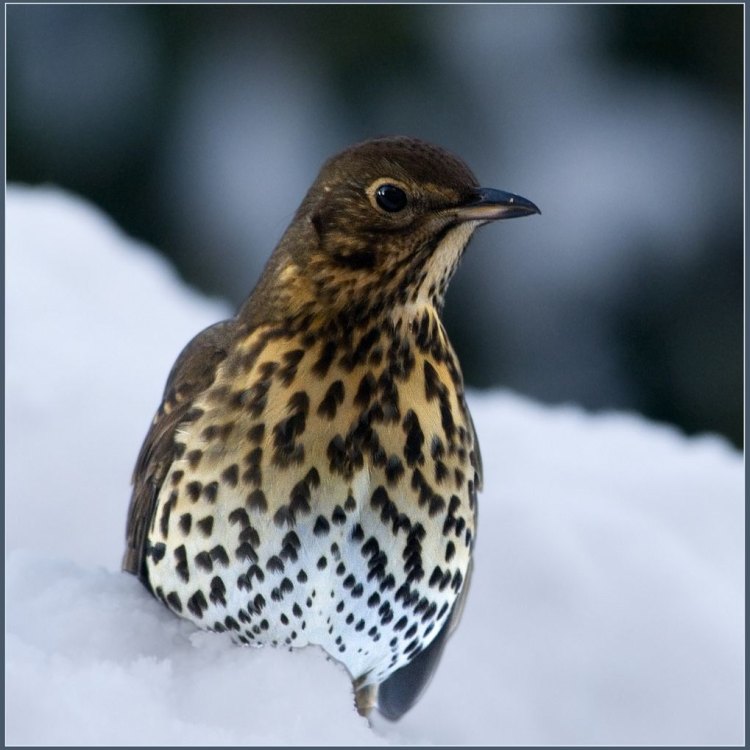The Fascinating World of Thrushes: A Closer Look into These Small but Mighty Birds