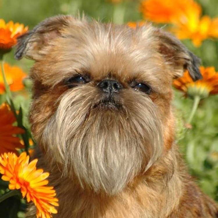 The Charming and Unique Brussels Griffon: A Brief Overview