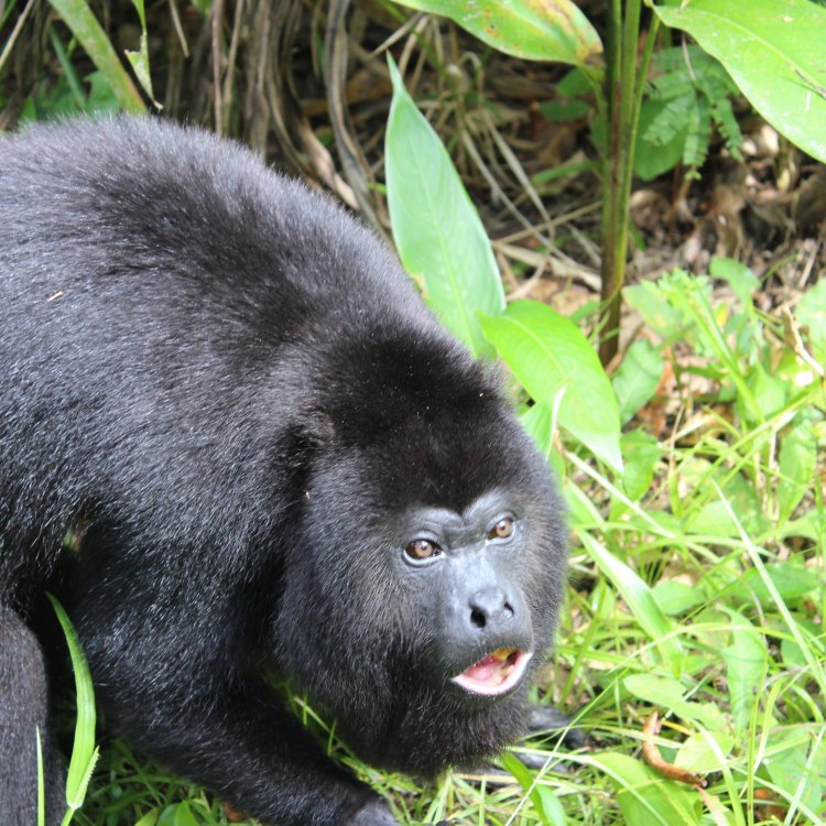 The Bellowing Howler Monkey: A Fascinating Primate of Central and South America
