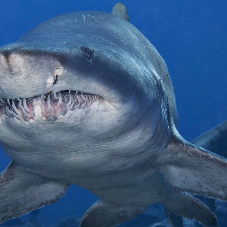 The Mighty Bull Shark: A Fierce Predator of the Seas and Rivers