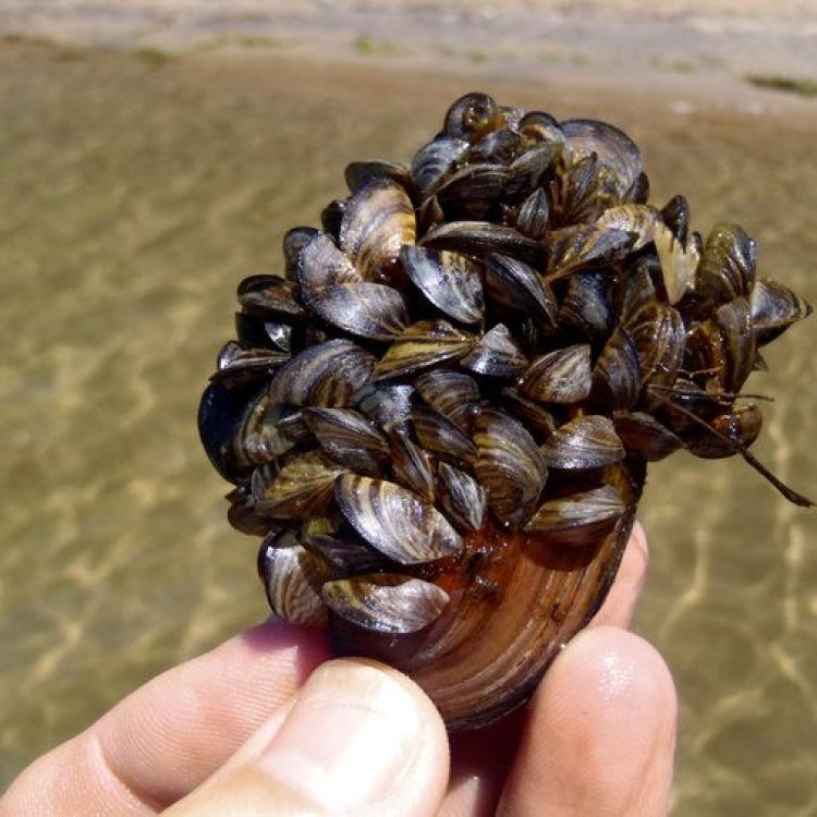 The Intriguing World of Zebra Mussels: From Russia to the Shores of North America