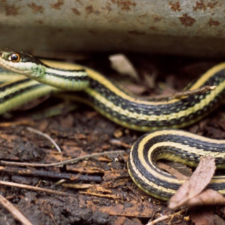 The Sleek and Striking Ribbon Snake: A Marvel of Evolution