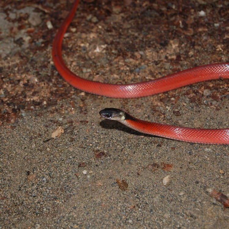 Mussurana Snake: The Fascinating Serpent of South America