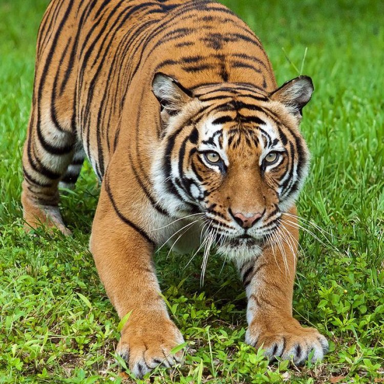 Unleashing the Beauty and Power of the Majestic Malayan Tiger