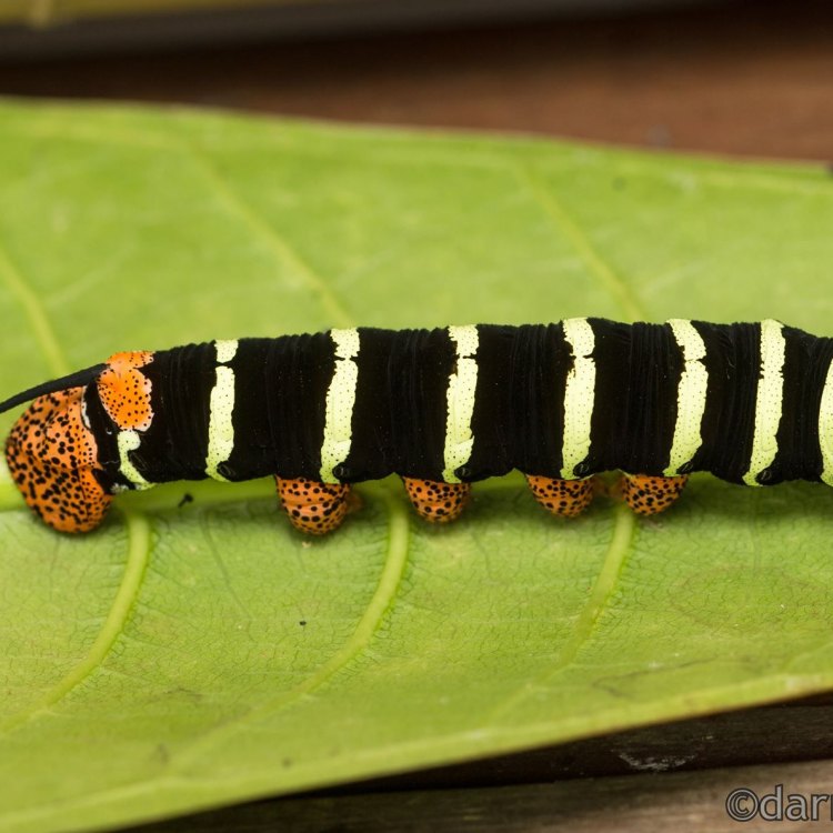 The Mysterious and Dangerous Asp Caterpillar: Nature's Furry Assassin