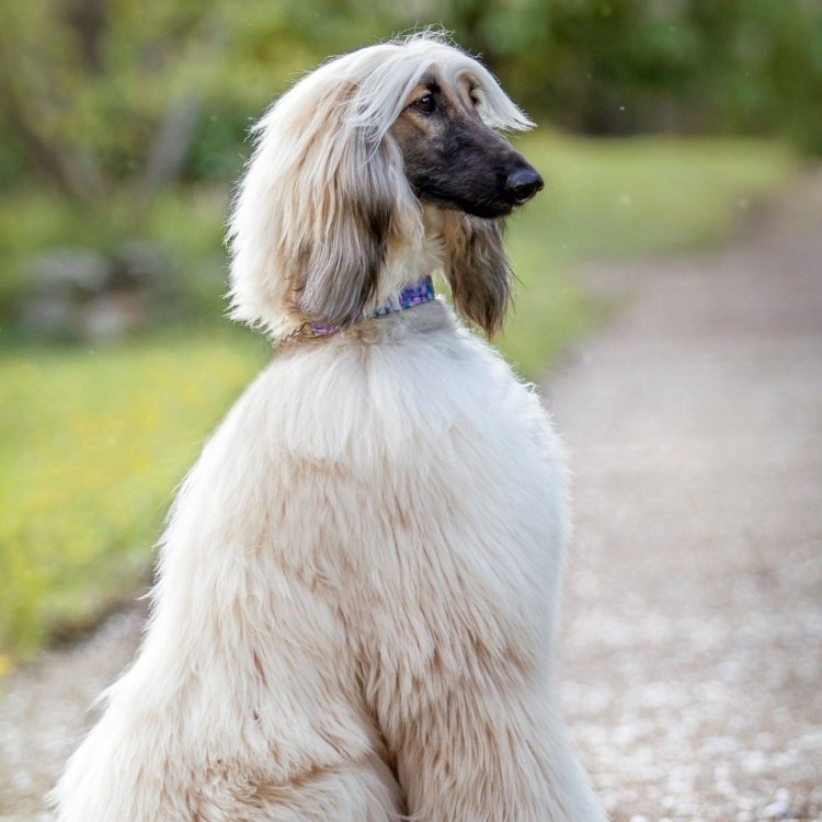 The Elegant Afghan Hound: A Majestic Canine from the Deserts of Afghanistan
