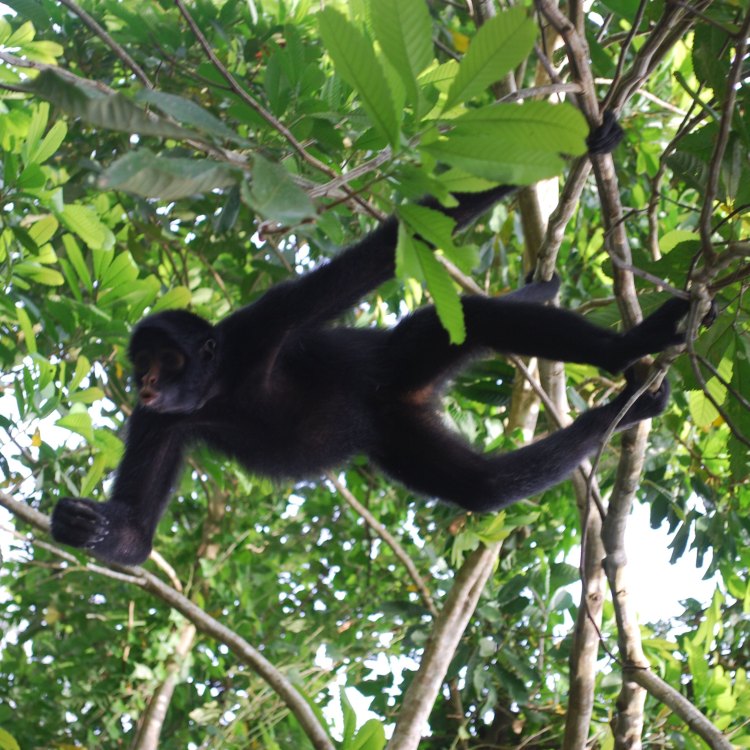 The Fascinating World of Spider Monkeys: A Closer Look at Nature’s Acrobat