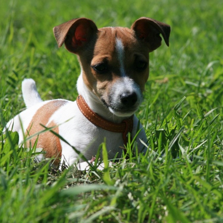 The Lively and Loyal Jack Russells: A Bundle of Joy and Energy