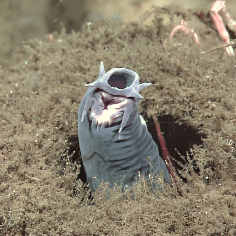 Hagfish: The Fascinating, Yet Misunderstood Marine Scavengers