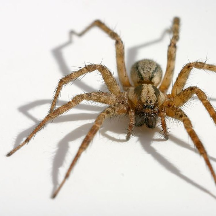 Hobo Spiders: Fascinating Urban Arachnids