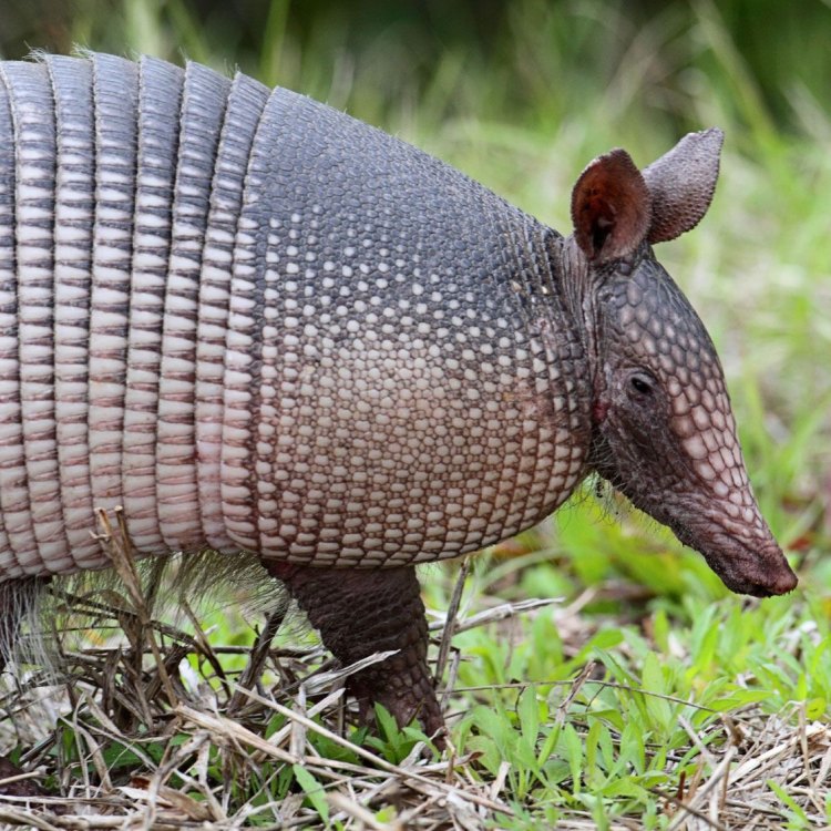 The Armadillo: A Fascinating Creature of the Americas
