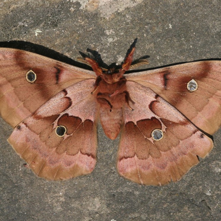 The Fascinating World of the Polyphemus Moth: A Jewel in the Forest