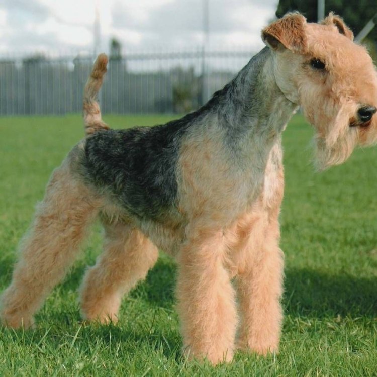 The Adorable Lakeland Terrier: A Small and Sturdy Companion from England