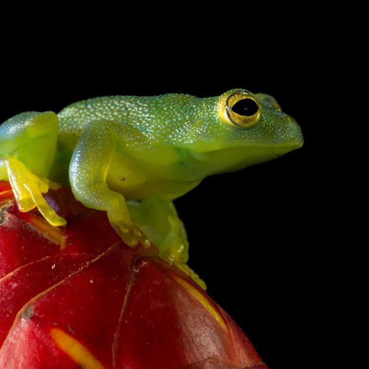 The Amazing Glass Frog: A Marvel of Nature