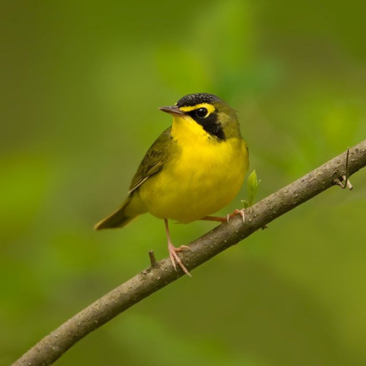 The Enchanting Kentucky Warbler: A Hidden Gem of the Eastern United States