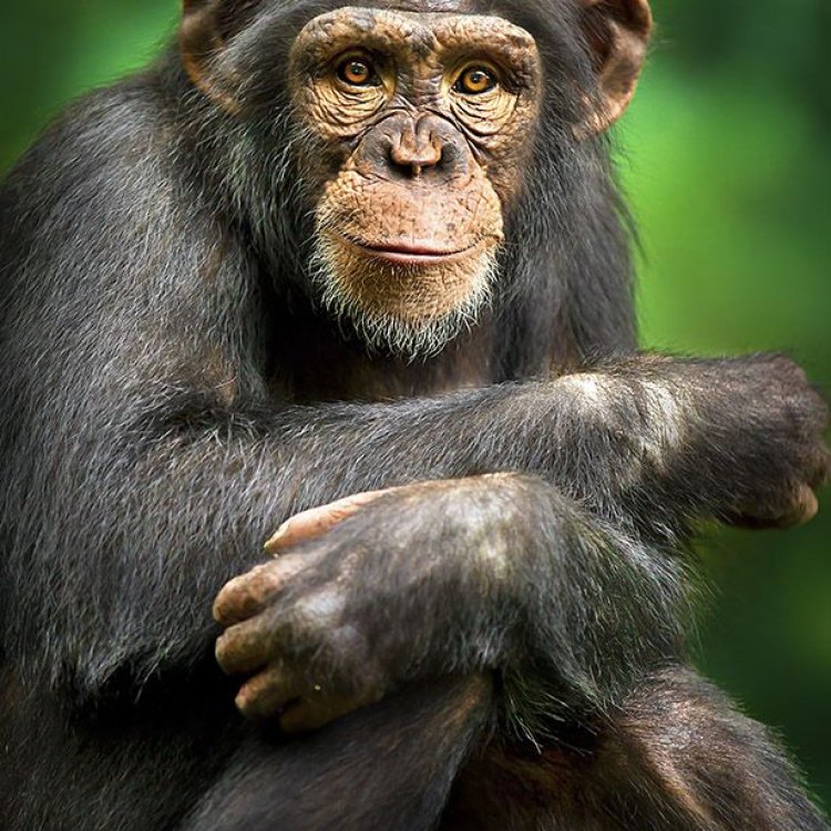 Discovering the Fascinating World of Chimpanzees: A Closer Look at our Intelligent Primate Cousins