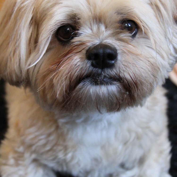 The Exquisite Lhasa Apso: A Fierce Companion from the Himalayan Region