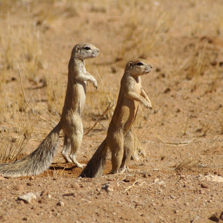 The Resourceful South African Ground Squirrel: Xerus
