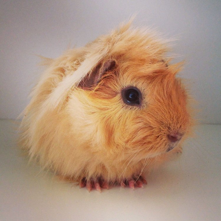 The Fascinating World of the Peruvian Guinea Pig