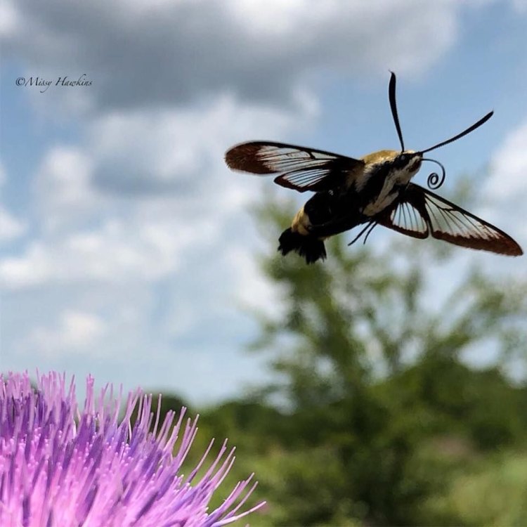 Snowberry Clearwing Moth: A Mysterious Marvel of Nature