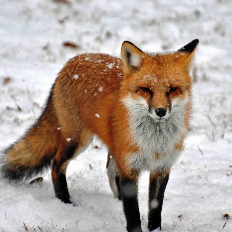 The Fascinating Red Fox: A Versatile and Adaptable Canine