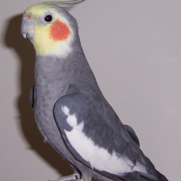 The Beautiful Mythical Bird: Cockatiel
