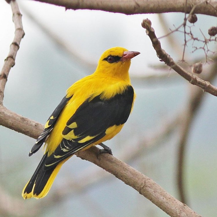 The Golden Oriole: A Majestic Creature of the Forest
