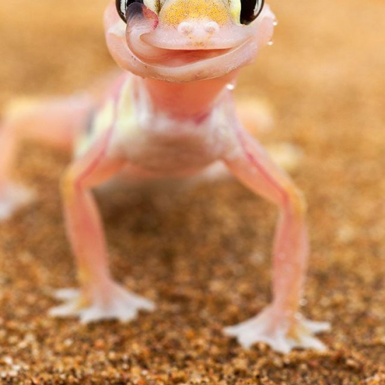 Exploring the Mysterious World of Geckos: Tiny Creatures with Mighty Powers
