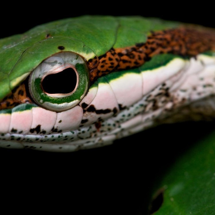 Meet the Twig Snake: A Slinky and Stealthy Reptile of the Forests