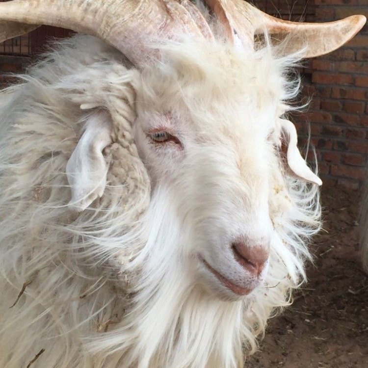 The Majestic Cashmere Goat: A Unique and Adaptable Breed
