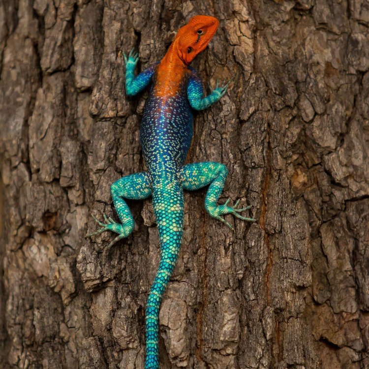 The Colorful and Fascinating Agama Lizard of Sub-Saharan Africa