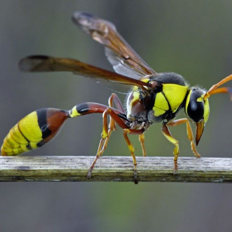 The Fascinating World of the Yellow Jacket: Everything You Need to Know