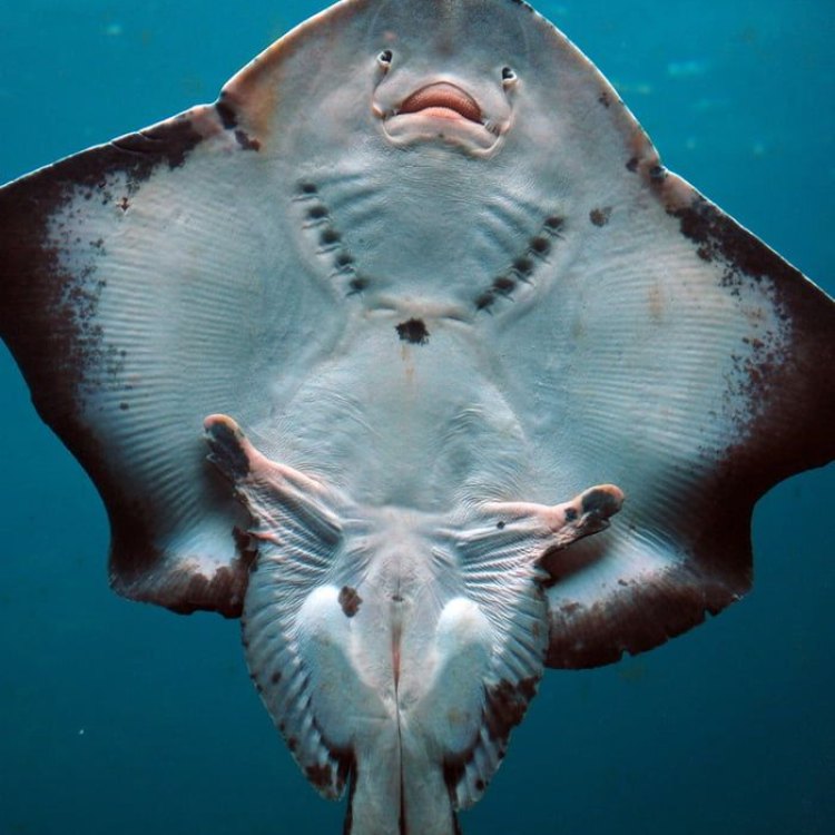 The Mystical and Misunderstood Stingray: Exploring the World's Most Enigmatic Ocean Creature
